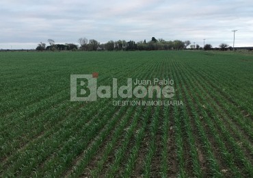 VENTA CAMPO 330 HAS - ARATA - DPTO TRENEL - LA PAMPA