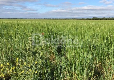 353 Has Dpto Trenel - Arata - La Pampa